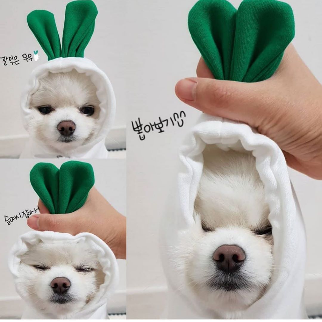 Fruit Fleece Dog Hoodie for Small Dogs, Warm Winter Pet Clothes