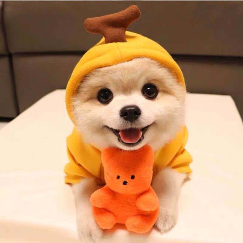 Fruit Fleece Dog Hoodie for Small Dogs, Warm Winter Pet Clothes