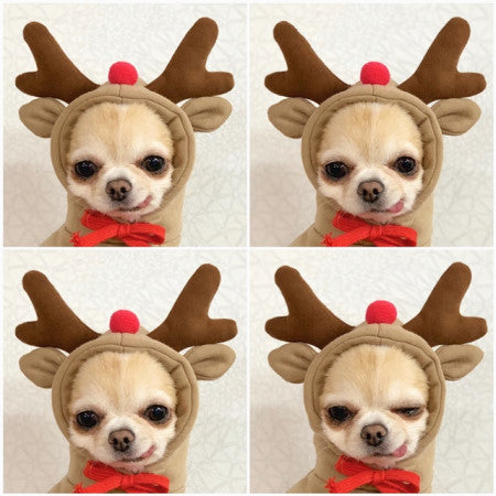 Fruit Fleece Dog Hoodie for Small Dogs, Warm Winter Pet Clothes
