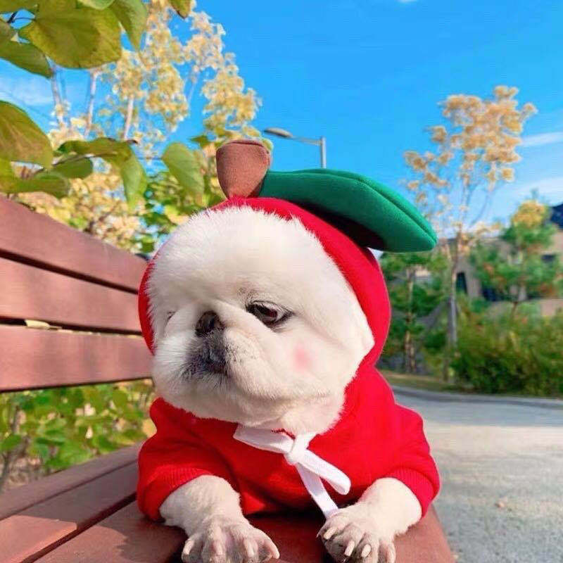 Fruit Fleece Dog Hoodie for Small Dogs, Warm Winter Pet Clothes